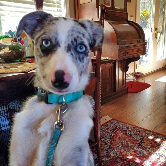 @kim_polson Please💗  this listing 2 be notified of future shows. Love my PFFS. - Picture 10 of 12